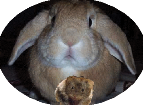 Barrington Bunny photo